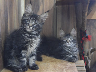 Main Coon fete si băieți foto 1