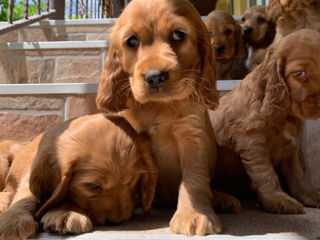 Vând cocker spaniel englez foto 2