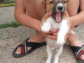 Vând catei  Jack Russell Terrier