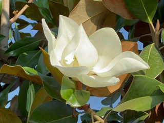 Magnolia Grandiflora