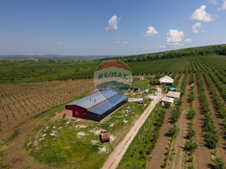 Complex Agro-Industrial Livadă de prune cu uscătorie și tehnică agricolă foto 4