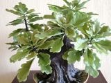 Vip cadou pentru barbati:iubit,tata,sef...Bonsai stejar din argila polimerica.. foto 5
