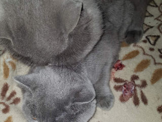 British Shorthair Blue Cat-Вязка с британцем foto 7