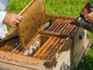Vind 15-20 familii de albine
