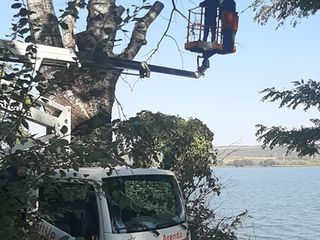 Curățarea copacilor de crengi uscate, sau taierea copacilor. фото 6