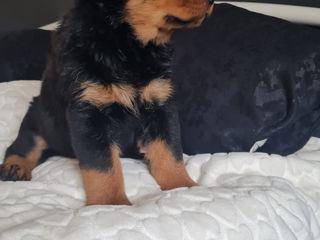 Se vând pui de rottweiler foto 3