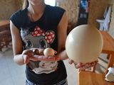 страусиные яйца пищевые foto 1
