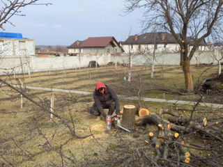 Tăiem lemne foto 7