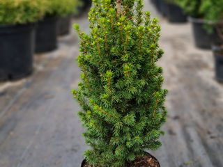 Thuja smaragt 95 lei !!! foto 7