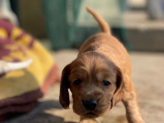 Cocker spaniel