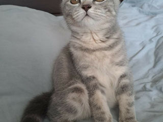 Scottish fold foto 8