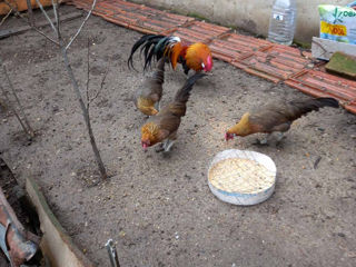 Se vinde 1 cucos si 3 gaini rasa Fenix Original foto 2