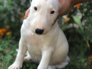 Bullterrier Standart/ bull terrier / Бультерьер foto 8