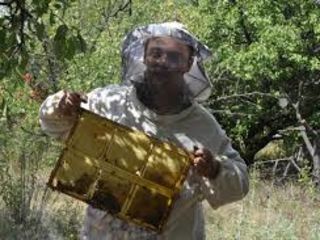 Мед в сотах. Воск. Другие продукты пчеловодства. foto 3