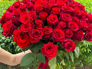 Trandafiri de la 19 lei lalele de la 18 lei hortenzii crizanteme gypsophilla si alte flori livrare