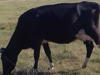 Vinde 3 vasi și vaca buna foto 2