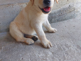 Labrador retriver foto 3