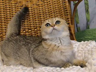 Scottish fold golden