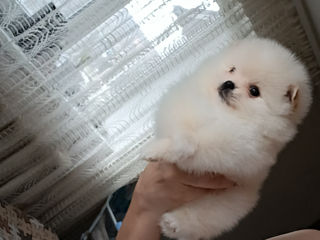 Мини(мишка) Spitz Pomeranian foto 7