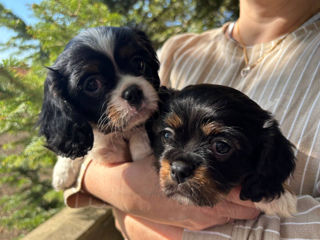 Cavalier King Charles Spaniel cățeluși foto 1