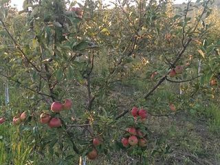 продам молодой сад. яблоко,слива,груша(общая площадь 3га) земля  консолидирована foto 6