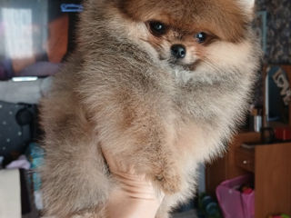 Карликовый(Mini toy) Pomeranian Spitz foto 5