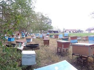 Пчелосемьи недорого foto 4