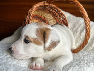 Щенки Jack Rassel terrier foto 4