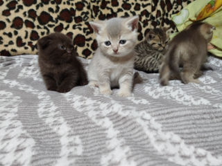 Pisici scottish fold si straight foto 7