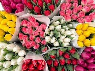 Тюльпаны по-20 лей! Голландские сорта. Всегда свежие цветы.