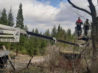 Спилить удалить аварийное, сухое, накренившиеся или треснувшие дерево.