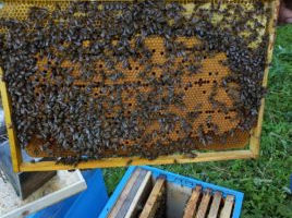 Se vând familii de albine