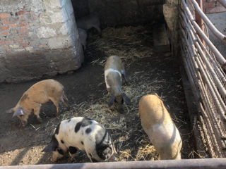 Se vind Porci  Mangalta cu duruc foto 9