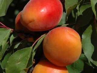 Pomi fructiferi !Cais ( abricos ) , păr ( prăsad ) , vișin , persic , prun ( perj ) ... foto 2