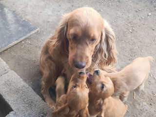 Cocher spaniel foto 1