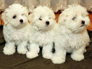 Maltipoo.f1