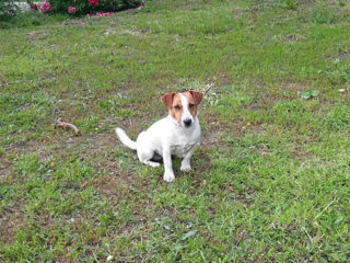 Jack Russell Terrier