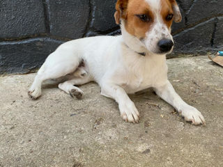 Jack russel