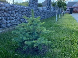 Piatra pentru gabioane / piatra naturala foto 9