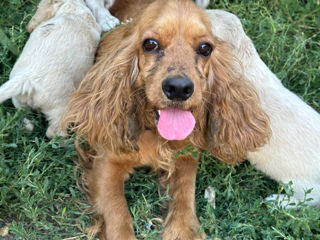 Coker spaniel foto 2