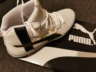 Puma aduse din Anglia