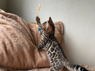 Bengal foto 2