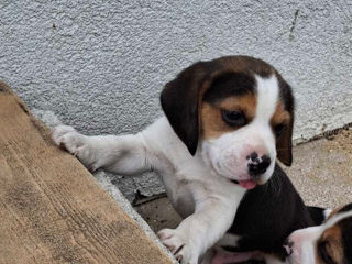 Vând cățeluși beagle foto 3