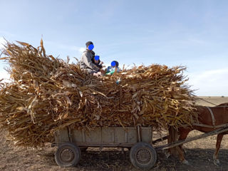 Vind iapă tînără,trage la căruță,ageră. foto 7