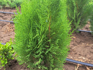 Thuja Biota foto 3