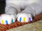 unghiile false pentru pisici. антицарапки для кошек foto 1