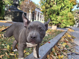 American Bully foto 13