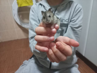 Se vând pui de hamster