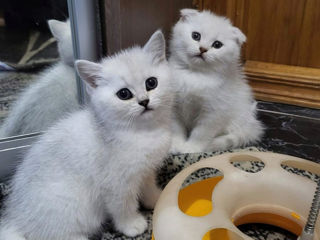 Scottish fold chinchilla!