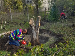 Уборка  участков. резка деревьев  curatarea terenului расчищаем foto 1